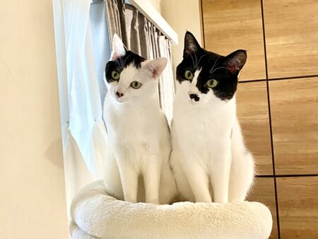 ２匹のねこちゃん